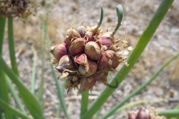 Кракен основная ссылка onion