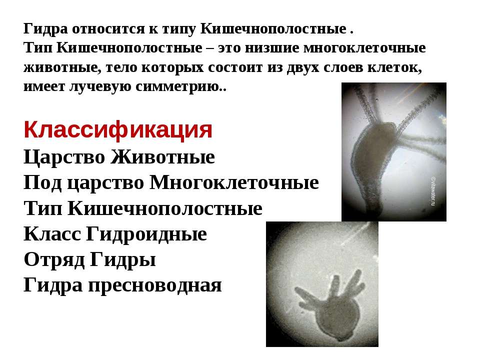 Kraken market ссылка